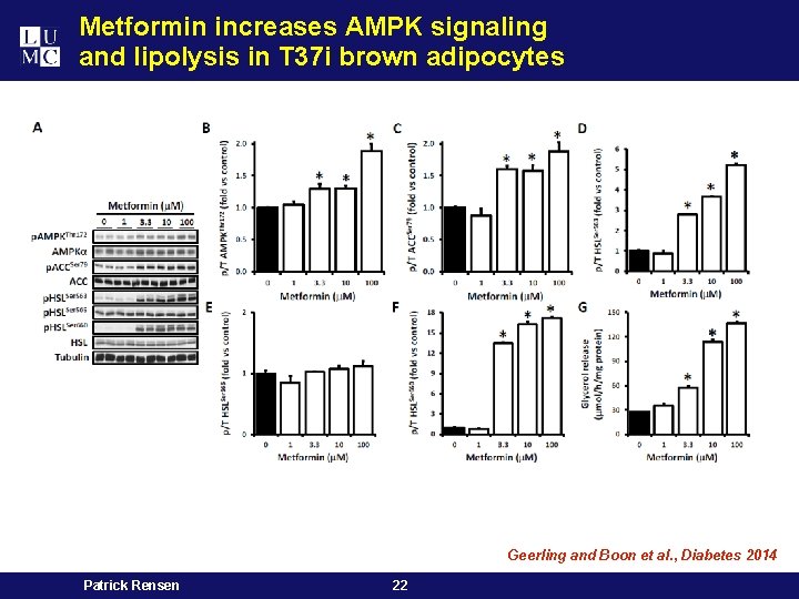 Metformin increases AMPK signaling and lipolysis in T 37 i brown adipocytes Geerling and