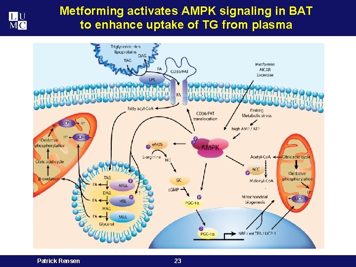 Metforming activates AMPK signaling in BAT to enhance uptake of TG from plasma Patrick