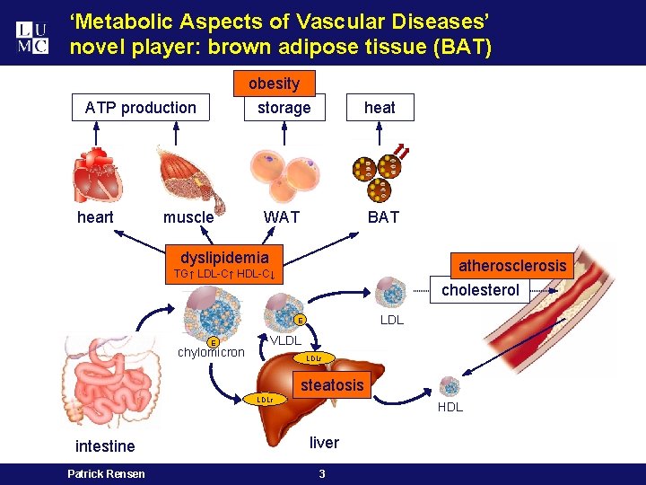 ‘Metabolic Aspects of Vascular Diseases’ novel player: brown adipose tissue (BAT) ATP production heart