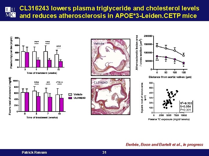 CL 316243 lowers plasma triglyceride and cholesterol levels and reduces atherosclerosis in APOE*3 -Leiden.