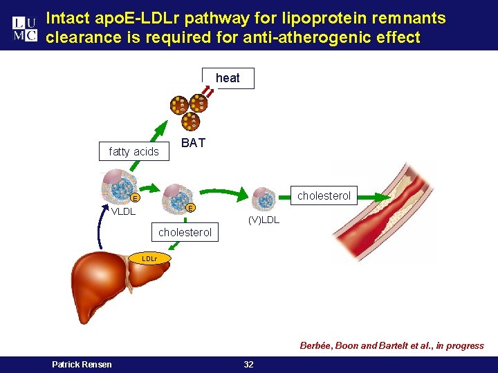 Intact apo. E-LDLr pathway for lipoprotein remnants clearance is required for anti-atherogenic effect heat