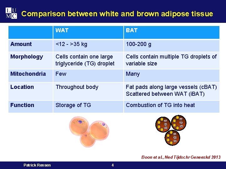 Comparison between white and brown adipose tissue WAT BAT Amount <12 - >35 kg
