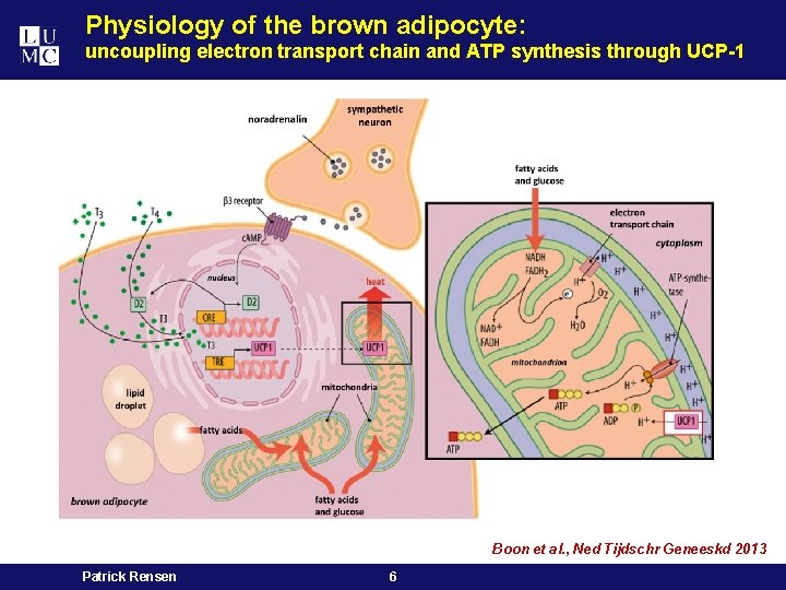 Physiology of the brown adipocyte: uncoupling electron transport chain and ATP synthesis through UCP-1