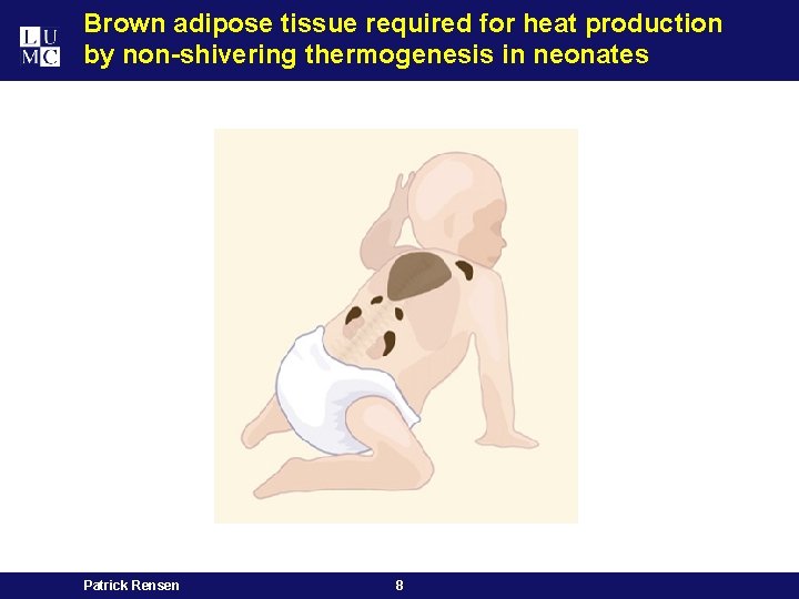 Brown adipose tissue required for heat production by non-shivering thermogenesis in neonates Patrick Rensen