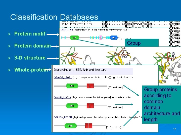 Classification Databases Ø Protein motif Ø Protein domain Ø 3 -D structure Ø Whole-protein