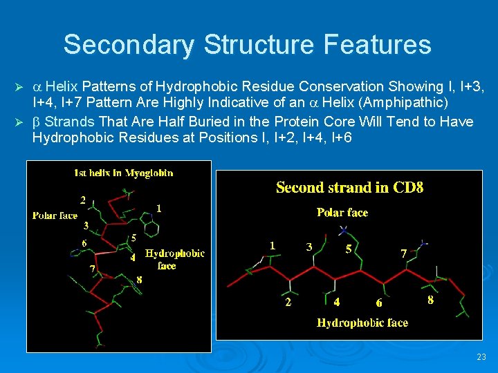 Secondary Structure Features a Helix Patterns of Hydrophobic Residue Conservation Showing I, I+3, I+4,