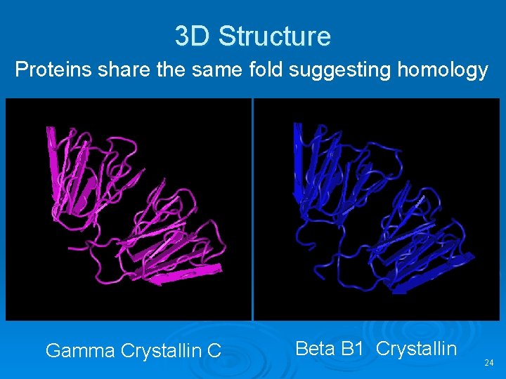 3 D Structure Proteins share the same fold suggesting homology Gamma Crystallin C Beta