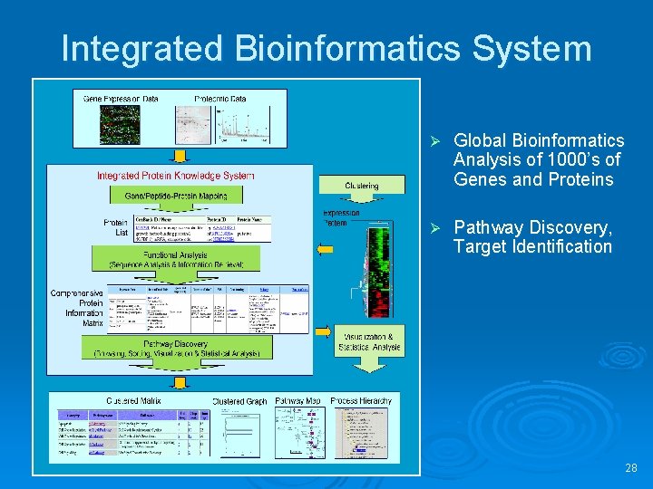 Integrated Bioinformatics System Ø Global Bioinformatics Analysis of 1000’s of Genes and Proteins Ø