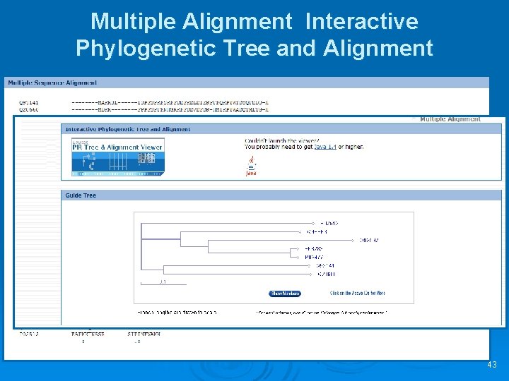 Multiple Alignment Interactive Phylogenetic Tree and Alignment 43 