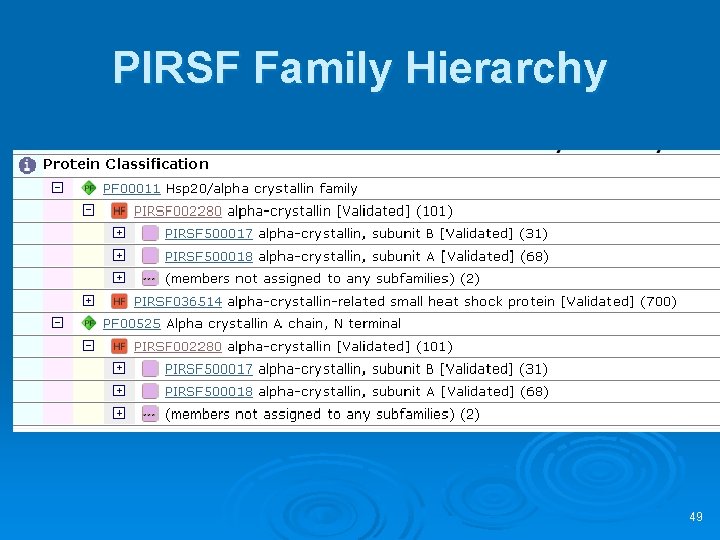 PIRSF Family Hierarchy 49 