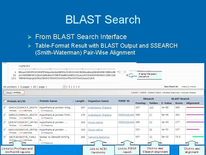 BLAST Search Ø From BLAST Search Interface Ø Table-Format Result with BLAST Output and