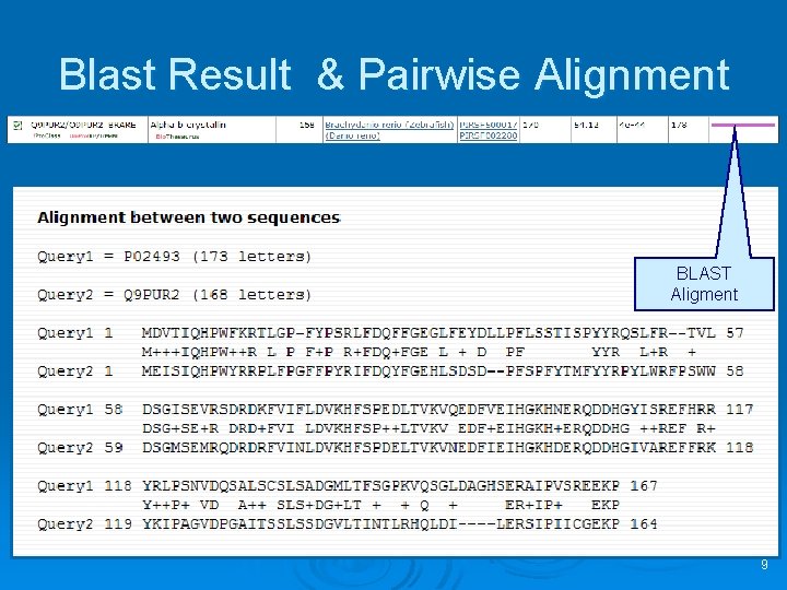 Blast Result & Pairwise Alignment BLAST Aligment 9 