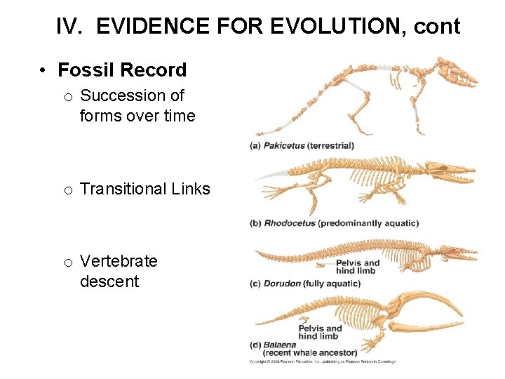 IV. EVIDENCE FOR EVOLUTION, cont • Fossil Record o Succession of forms over time