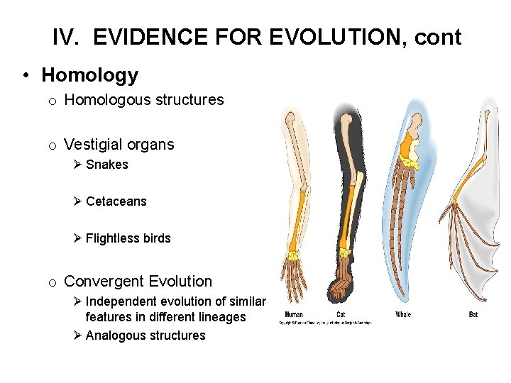 IV. EVIDENCE FOR EVOLUTION, cont • Homology o Homologous structures o Vestigial organs Ø