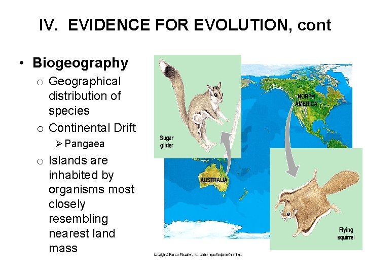 IV. EVIDENCE FOR EVOLUTION, cont • Biogeography o Geographical distribution of species o Continental