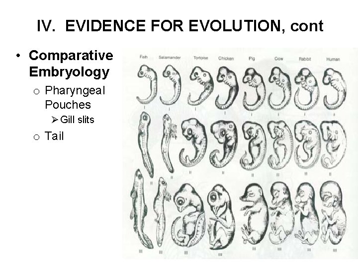 IV. EVIDENCE FOR EVOLUTION, cont • Comparative Embryology o Pharyngeal Pouches Ø Gill slits