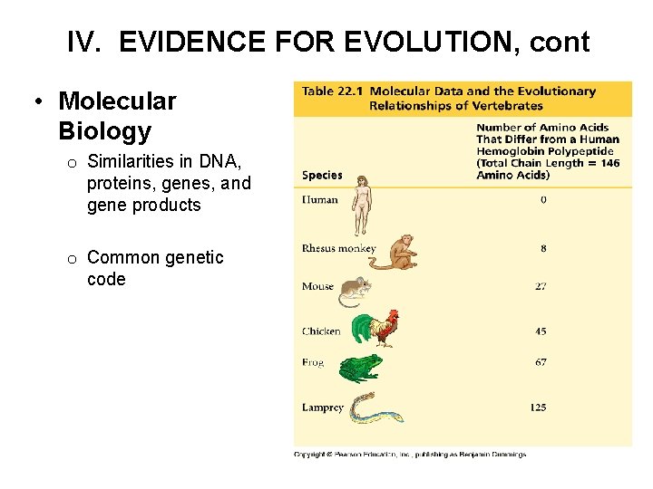IV. EVIDENCE FOR EVOLUTION, cont • Molecular Biology o Similarities in DNA, proteins, genes,
