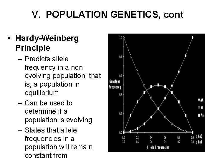 V. POPULATION GENETICS, cont • Hardy-Weinberg Principle – Predicts allele frequency in a nonevolving