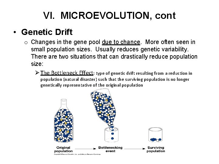 VI. MICROEVOLUTION, cont • Genetic Drift o Changes in the gene pool due to