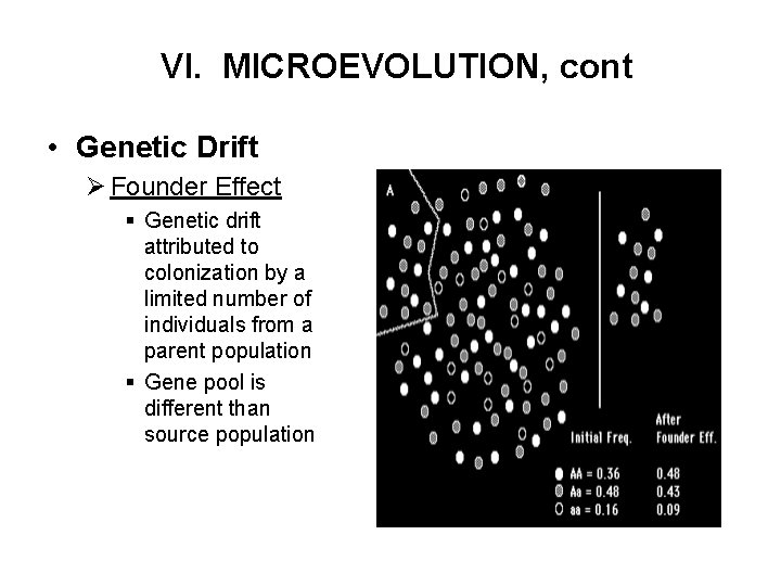 VI. MICROEVOLUTION, cont • Genetic Drift Ø Founder Effect § Genetic drift attributed to