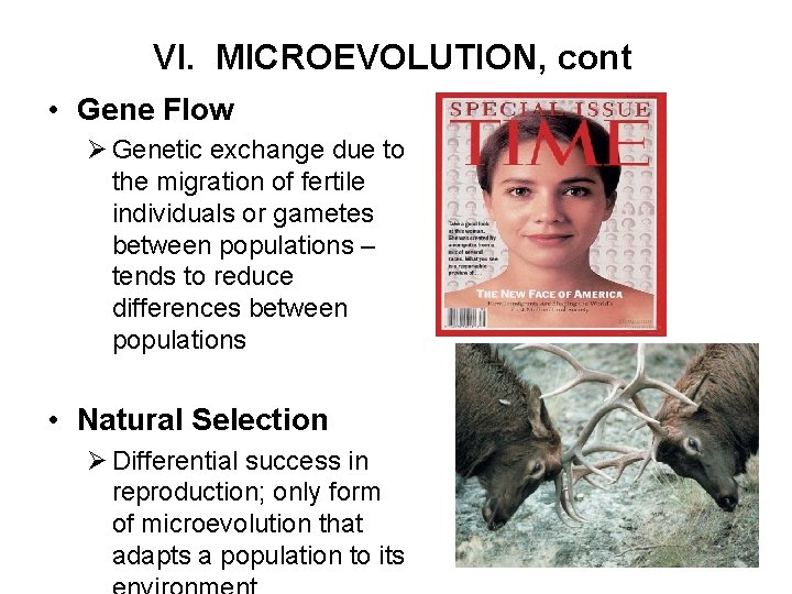 VI. MICROEVOLUTION, cont • Gene Flow Ø Genetic exchange due to the migration of