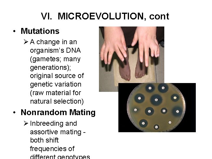 VI. MICROEVOLUTION, cont • Mutations Ø A change in an organism’s DNA (gametes; many