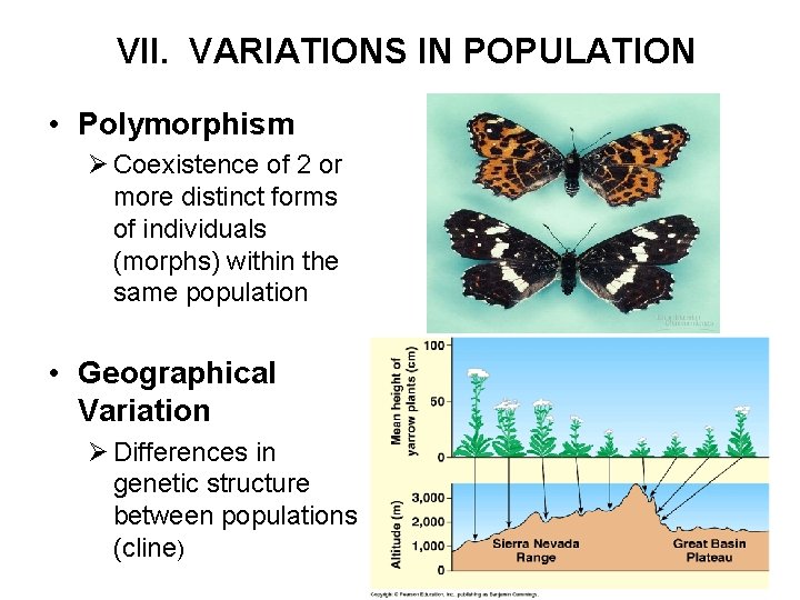 VII. VARIATIONS IN POPULATION • Polymorphism Ø Coexistence of 2 or more distinct forms
