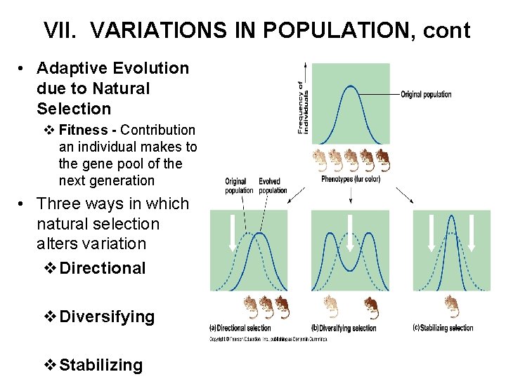 VII. VARIATIONS IN POPULATION, cont • Adaptive Evolution due to Natural Selection v Fitness