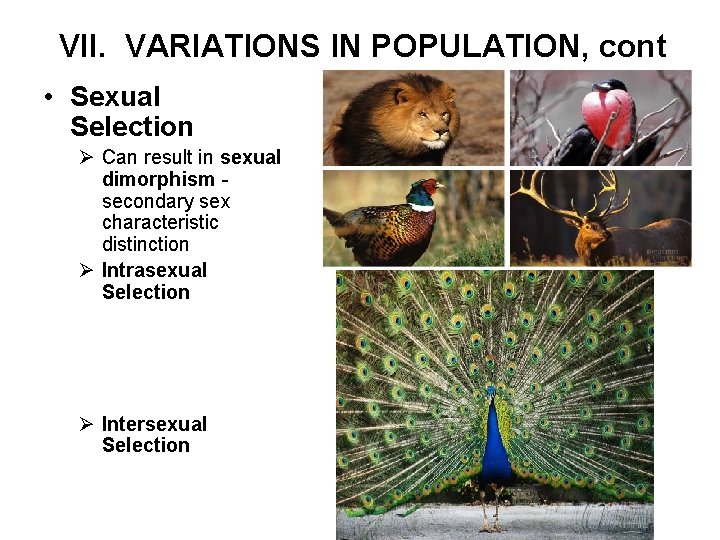 VII. VARIATIONS IN POPULATION, cont • Sexual Selection Ø Can result in sexual dimorphism