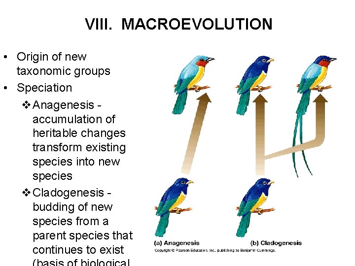 VIII. MACROEVOLUTION • Origin of new taxonomic groups • Speciation v. Anagenesis accumulation of