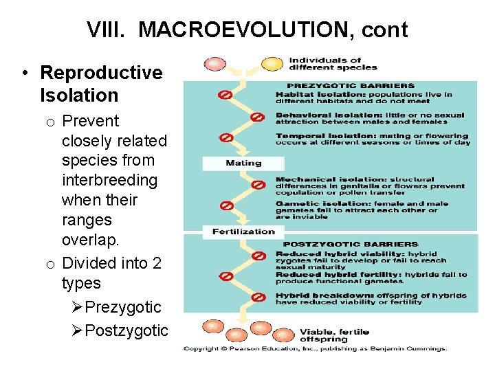 VIII. MACROEVOLUTION, cont • Reproductive Isolation o Prevent closely related species from interbreeding when