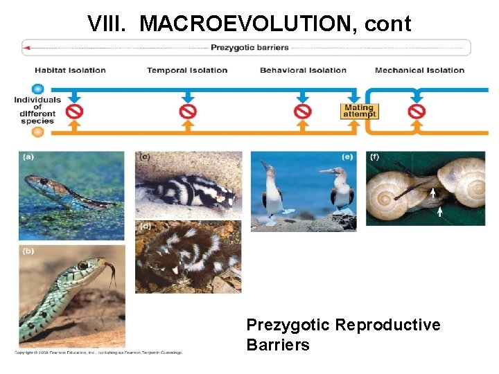 VIII. MACROEVOLUTION, cont Prezygotic Reproductive Barriers 