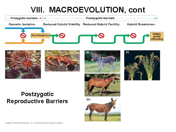 VIII. MACROEVOLUTION, cont Postzygotic Reproductive Barriers 