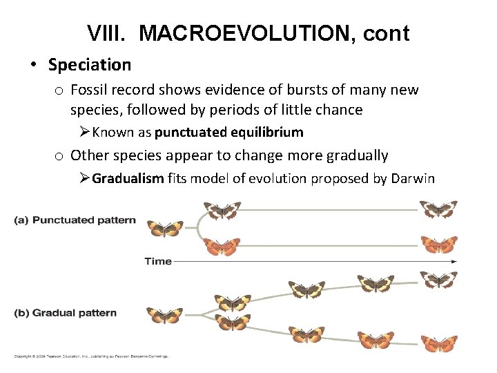 VIII. MACROEVOLUTION, cont • Speciation o Fossil record shows evidence of bursts of many