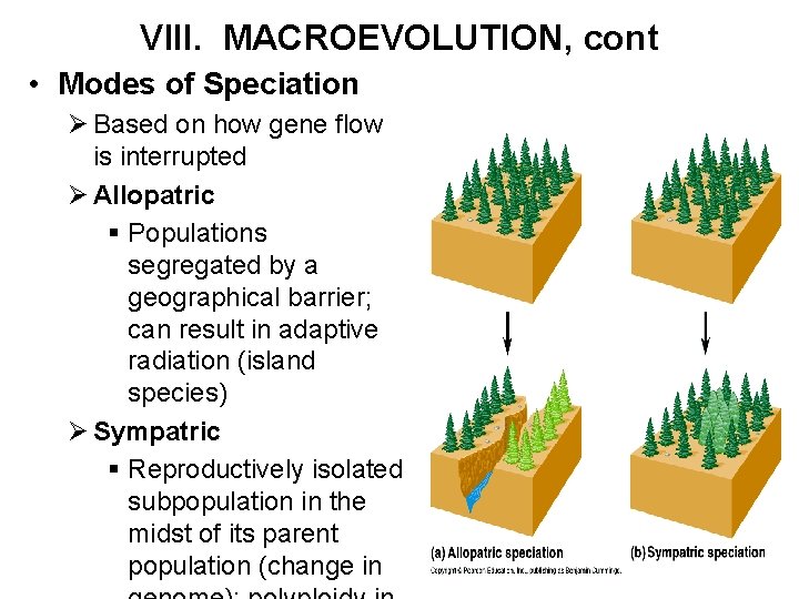 VIII. MACROEVOLUTION, cont • Modes of Speciation Ø Based on how gene flow is