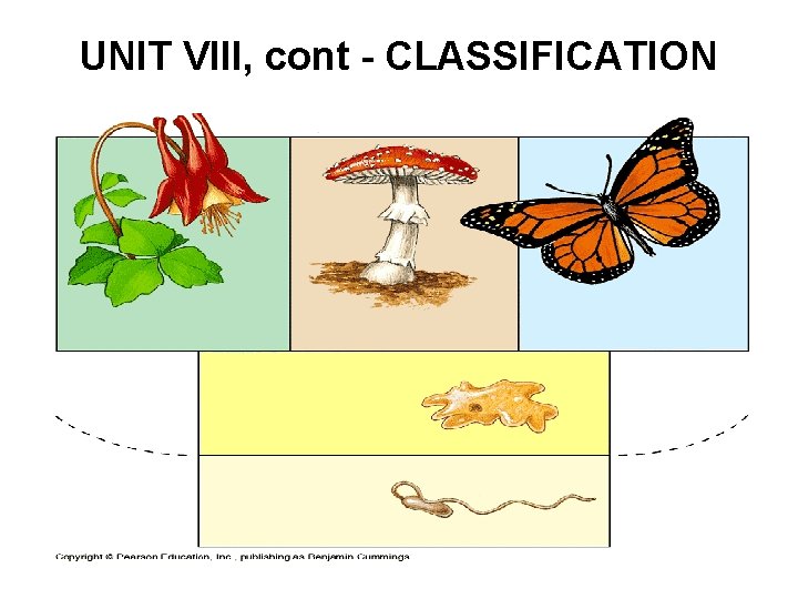 UNIT VIII, cont - CLASSIFICATION 