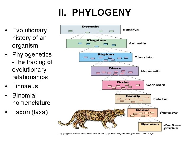 II. PHYLOGENY • Evolutionary history of an organism • Phylogenetics - the tracing of