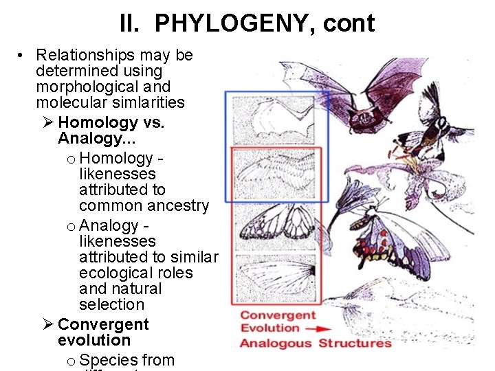 II. PHYLOGENY, cont • Relationships may be determined using morphological and molecular simlarities Ø