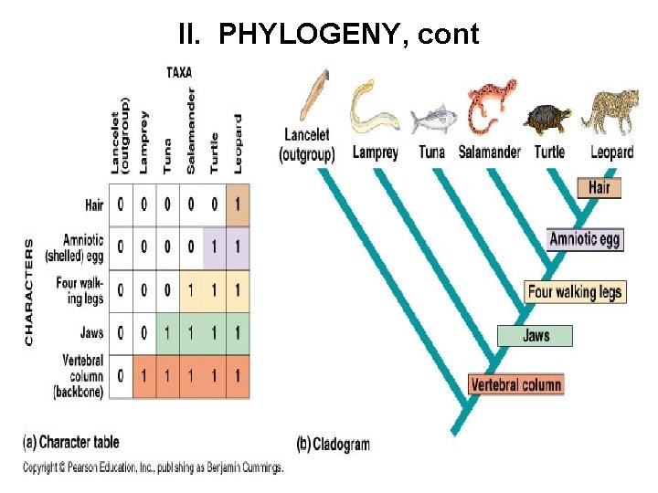 II. PHYLOGENY, cont 