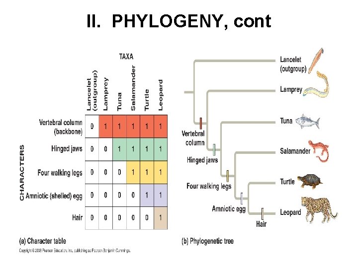 II. PHYLOGENY, cont 