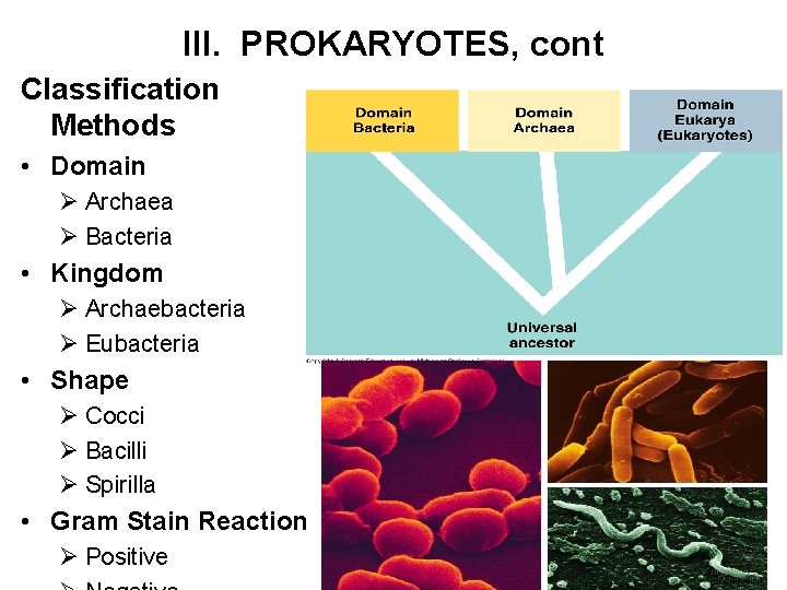 III. PROKARYOTES, cont Classification Methods • Domain Ø Archaea Ø Bacteria • Kingdom Ø
