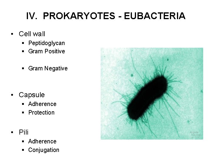 IV. PROKARYOTES - EUBACTERIA • Cell wall § Peptidoglycan § Gram Positive § Gram