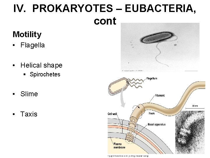 IV. PROKARYOTES – EUBACTERIA, cont Motility • Flagella • Helical shape § Spirochetes •