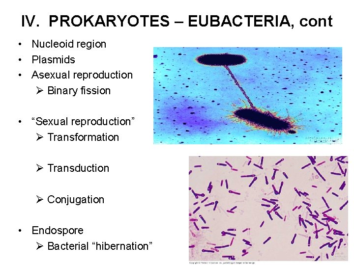IV. PROKARYOTES – EUBACTERIA, cont • Nucleoid region • Plasmids • Asexual reproduction Ø