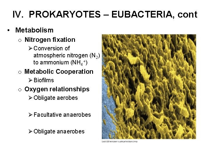 IV. PROKARYOTES – EUBACTERIA, cont • Metabolism o Nitrogen fixation Ø Conversion of atmospheric