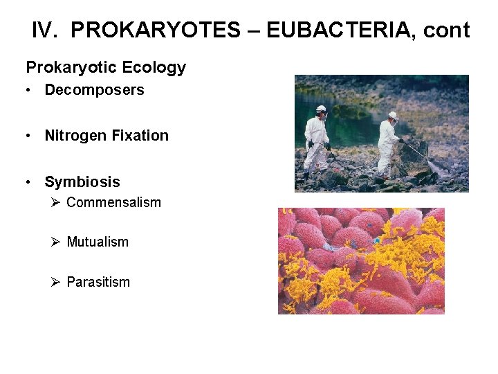 IV. PROKARYOTES – EUBACTERIA, cont Prokaryotic Ecology • Decomposers • Nitrogen Fixation • Symbiosis