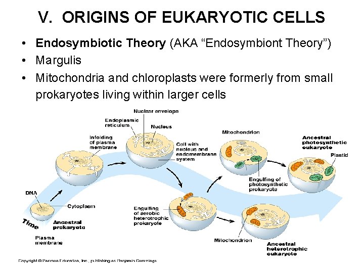 V. ORIGINS OF EUKARYOTIC CELLS • Endosymbiotic Theory (AKA “Endosymbiont Theory”) • Margulis •