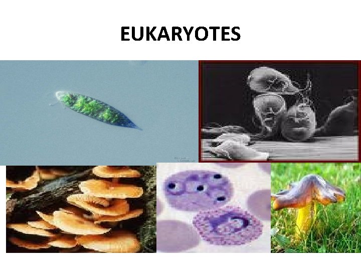 EUKARYOTES 