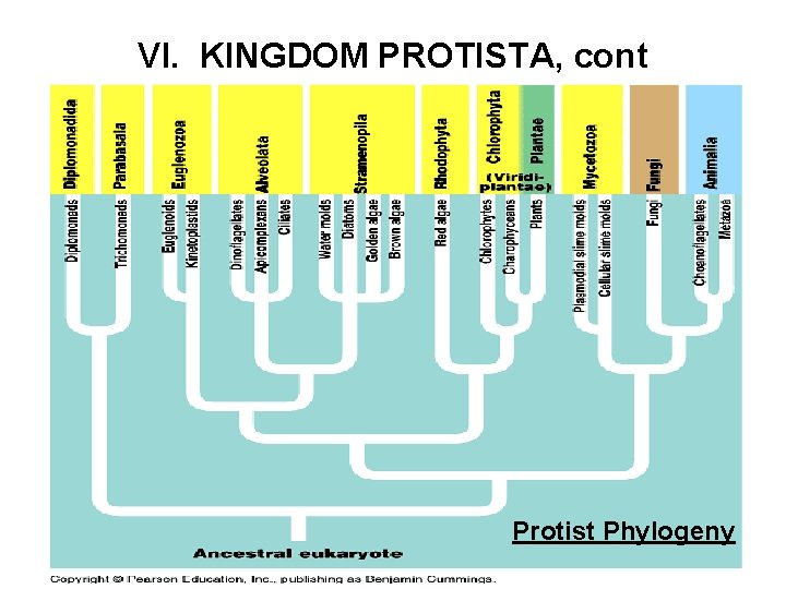 VI. KINGDOM PROTISTA, cont Protist Phylogeny 