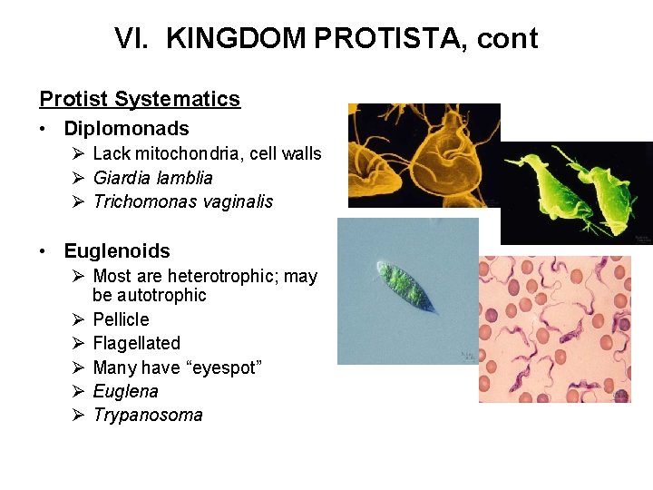VI. KINGDOM PROTISTA, cont Protist Systematics • Diplomonads Ø Lack mitochondria, cell walls Ø